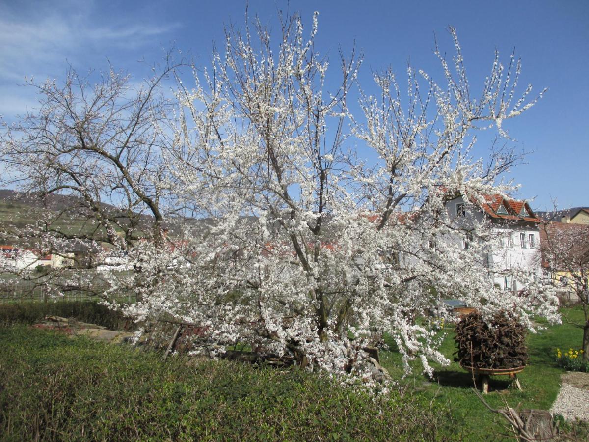 Wösendorf Gaestehaus Rudolf U. Sandra Denk מראה חיצוני תמונה